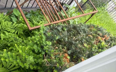 Photo of Barbara J.'s yard after getting landscaping in Scranton, PA