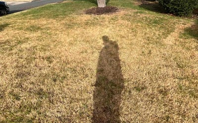 Photo of Gerald B.'s yard after getting tree care in Charles Town, WV