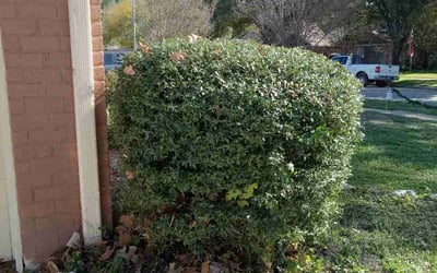 Photo of Yanette F.'s yard after getting tree care in Rosharon, TX