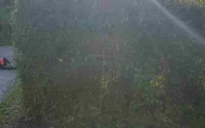 Photo of Edward H.'s yard after getting landscaping in Gary, IN