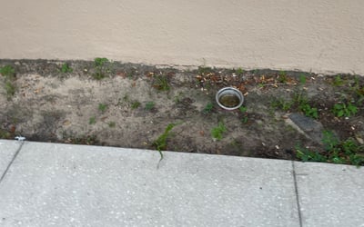 Photo of Christina D.'s yard after getting landscaping in Yalaha, FL