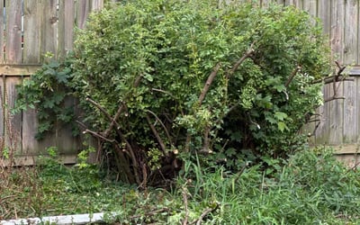 Photo of Angela B.'s yard after getting landscaping in Lansing, MI