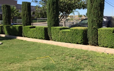 Photo of Monica R.'s yard after getting lawn care in Menifee, CA