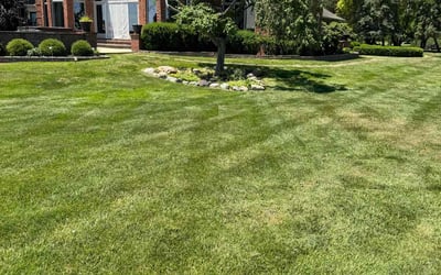 Photo of Noel P.'s yard after getting lawn care in Allen Park, MI