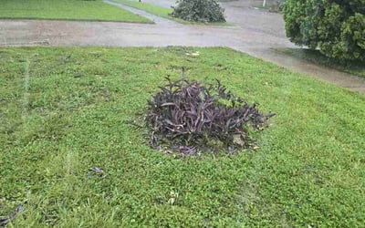 Photo of Sandra G.'s yard after getting landscaping in Hankamer, TX