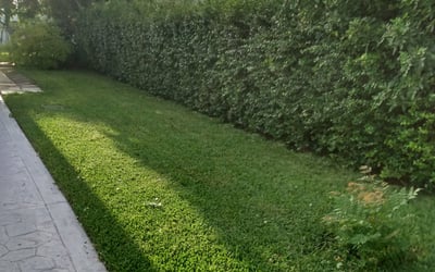 Photo of Heather V.'s yard after getting landscaping in Key Biscayne, FL
