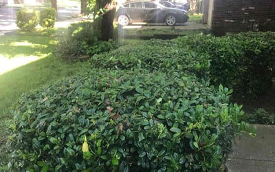 Photo of Willie P.'s yard after getting landscaping in Grand Prairie, TX