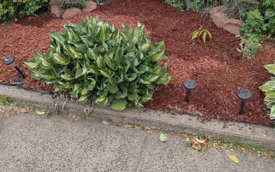 Photo of Barbara B.'s yard after getting landscaping in Cheshire, CT