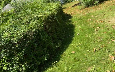 Photo of Roy R.'s yard after getting tree care in Williamsburg, VA