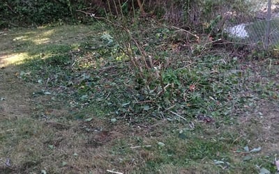 Photo of Ralph R.'s yard after getting landscaping in Feasterville Trevose, PA