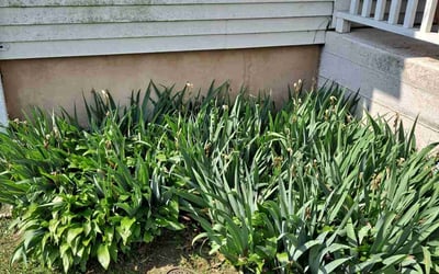 Photo of Patrick M.'s yard after getting tree care in Edwardsville, IL