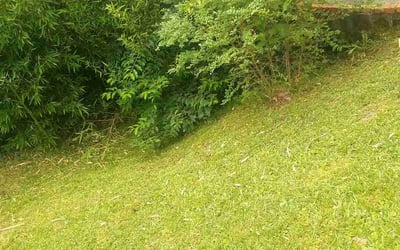 Photo of Justin B.'s yard after getting landscaping in Decatur, GA