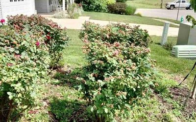 Photo of David S.'s yard after getting landscaping in Danville, IN