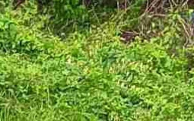 Photo of Scott T.'s yard after getting landscaping in Florissant, MO