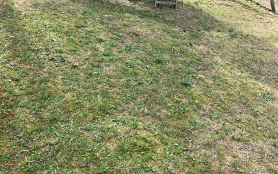 Photo of Michael B.'s yard after getting landscaping in Astoria, NY