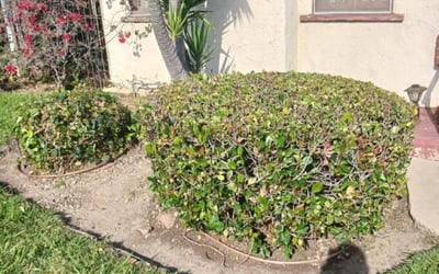 Photo of Uneki B.'s yard after getting tree care in Salinas, CA