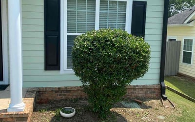 Photo of Amy W.'s yard after getting landscaping in Evans, GA