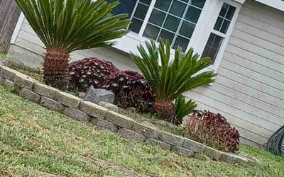 Photo of Tuuaga I.'s yard after getting landscaping in Oceanside, CA
