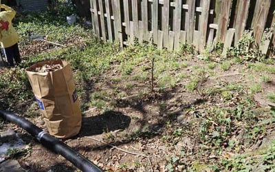 Photo of Flora F.'s yard after getting landscaping in Andrews Air Force Base, MD