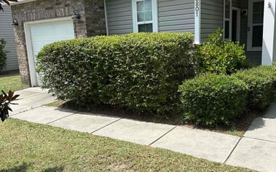 Photo of Maria H.'s yard after getting landscaping in North Charleston, SC