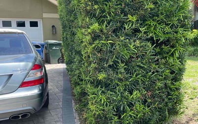Photo of Toni S.'s yard after getting landscaping in Sarasota, FL