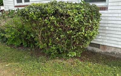 Photo of Michael O.'s yard after getting landscaping in Gloucester, VA