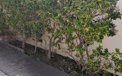 Photo of Henry Y.'s yard after getting landscaping in San Juan Bautista, CA