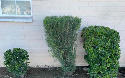 Photo of Christopher A.'s yard after getting landscaping in Winkelman, AZ