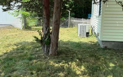 Photo of Chris S.'s yard after getting landscaping in Lawrence, MA
