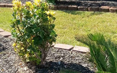 Photo of Nicholas N.'s yard after getting landscaping in Hempstead, TX