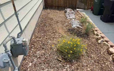 Photo of Valerie M.'s yard after getting tree care in Arvada, CO