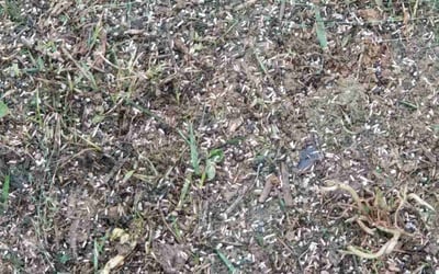 Photo of David B.'s yard after getting landscaping in Louisville, KY
