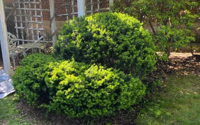 Photo of Jessica B.'s yard after getting landscaping in Suffield, CT