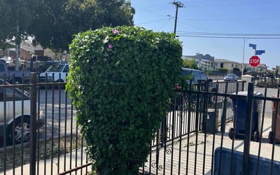 Photo of Stephanie R.'s yard after getting landscaping in Los Angeles, CA