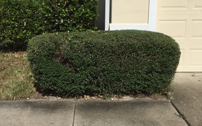 Photo of Aj L.'s yard after getting tree care in Fleming Island, FL