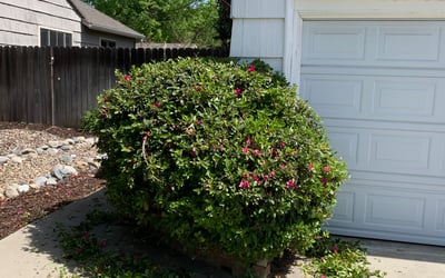 Photo of Mary S.'s yard after getting landscaping in Diamond Springs, CA