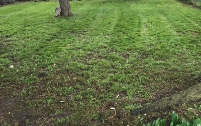 Photo of Jessica P.'s yard after getting landscaping in Walled Lake, MI