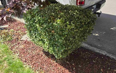 Photo of Robert G.'s yard after getting landscaping in Kirkland, WA
