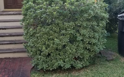 Photo of Allison S.'s yard after getting landscaping in Bleiblerville, TX