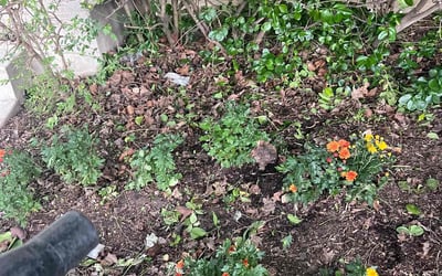 Photo of Mary M.'s yard after getting landscaping in Woodbridge, VA