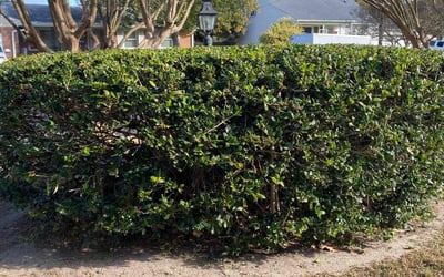 Photo of Rebecca A.'s yard after getting landscaping in Harbinger, NC