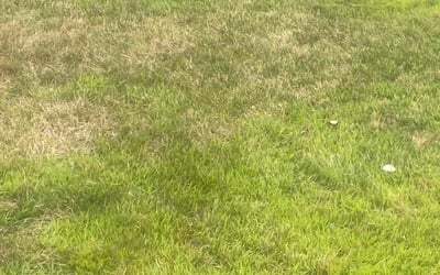 Photo of Donna L.'s yard after getting tree care in Thornton, CO