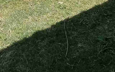 Photo of Garrett M.'s yard after getting landscaping in Kingman, KS