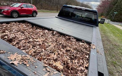 Photo of Steve H.'s yard after getting tree care in Stillwater, MN