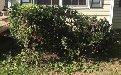 Photo of EDWARD S.'s yard after getting landscaping in Hanover, VA