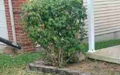 Photo of Vanessa L.'s yard after getting landscaping in Winchester, KY
