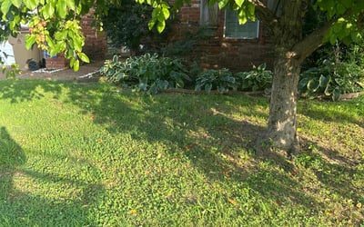 Photo of Megan M.'s yard after getting landscaping in Cordova, TN