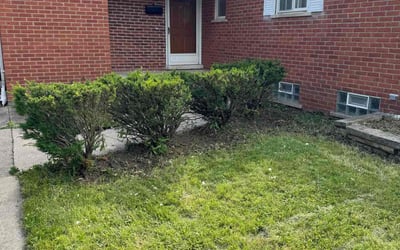 Photo of Africa T.'s yard after getting tree care in Livonia, MI