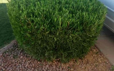 Photo of Nathan R.'s yard after getting landscaping in Wickenburg, AZ