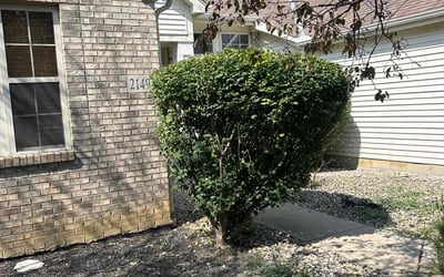 Photo of Deborah H.'s yard after getting landscaping in Lewis Center, OH